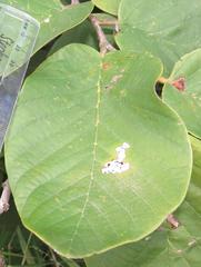 Annona senegalensis senegalensis