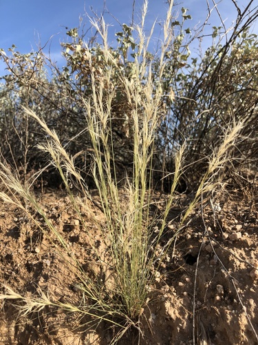 Aristida adscensionis