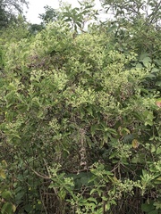 Gymnanthemum amygdalinum