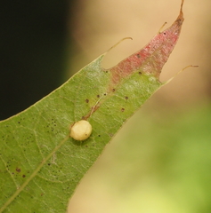 Zopheroteras hubbardi