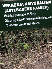 Gymnanthemum amygdalinum