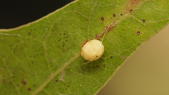 Zopheroteras hubbardi