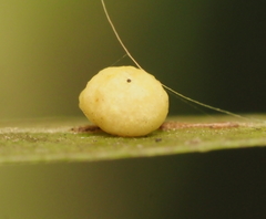 Zopheroteras hubbardi