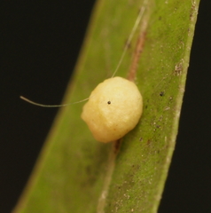 Zopheroteras hubbardi