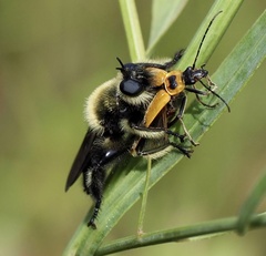 Laphria affinis