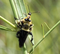 Laphria affinis