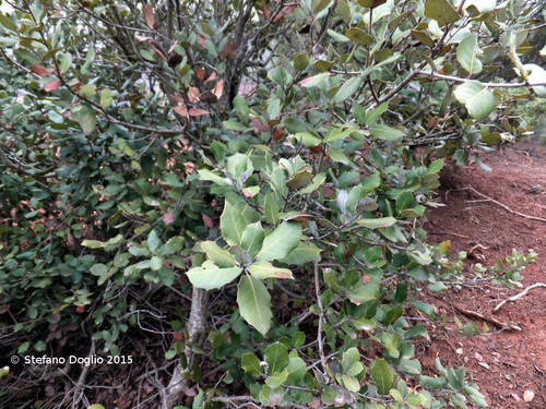 sweet acorn oak