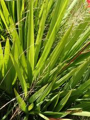Crocosmia paniculata