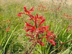 Crocosmia paniculata