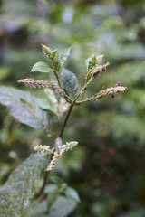 Cyathula achyranthoides