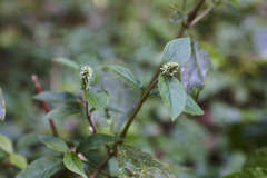 Cyathula achyranthoides