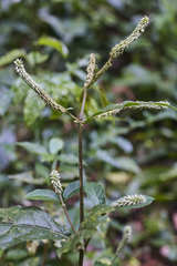 Cyathula achyranthoides