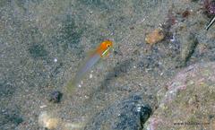 Valenciennea strigata