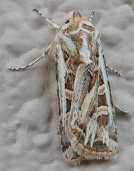 Euxoa quadridentata