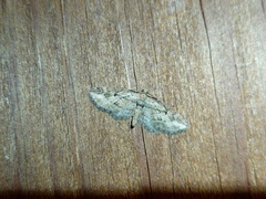 Eupithecia ericeata