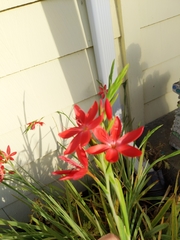 Hesperantha coccinea