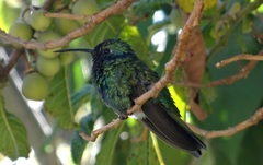 Colibri coruscans