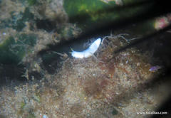 Dermatobranchus rodmani