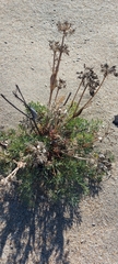 Ferulopsis hystrix