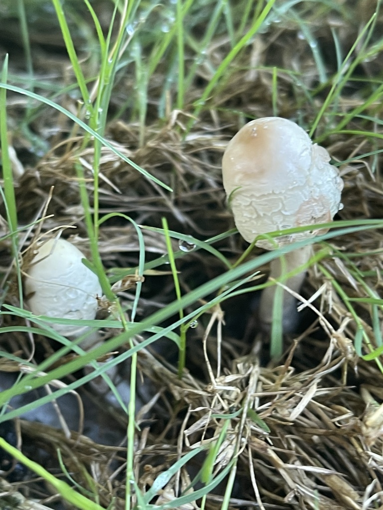 onion-stalk-parasol-from-scheider-dr-austin-tx-us-on-september-22