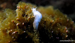 Dermatobranchus rodmani