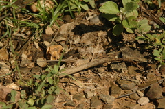 Sitana ponticeriana