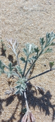 Artemisia ledebouriana