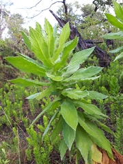 Apalochlamys spectabilis