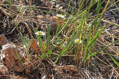 Erigeron eatonii