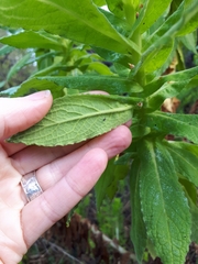 Apalochlamys spectabilis