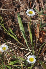 Erigeron eatonii