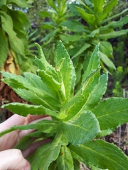 Apalochlamys spectabilis