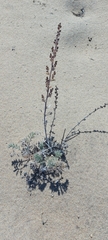 Artemisia ledebouriana