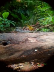 Basiliscus galeritus