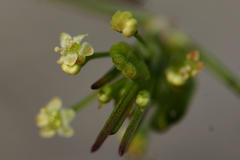 Centella stenophylla
