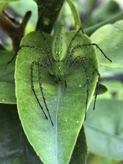 Peucetia