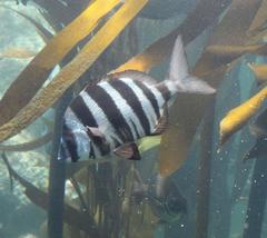 Diplodus hottentotus