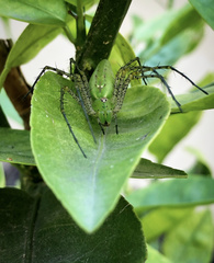 Peucetia