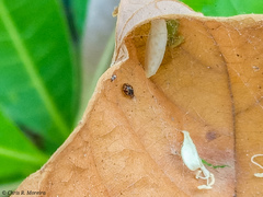 Scymnobius galapagoensis