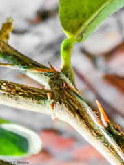 Scymnobius galapagoensis