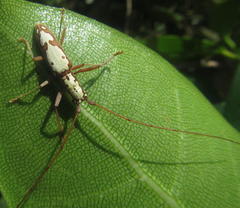 Olenecamptus albidus