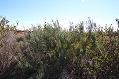 Paranomus bracteolaris