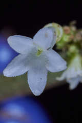 Ronabea emetica