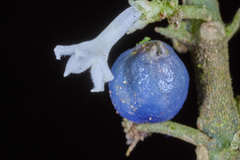 Ronabea emetica