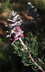 Paranomus bracteolaris