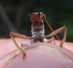 Olenecamptus albidus