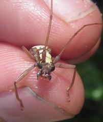 Olenecamptus albidus