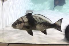 Umbrina ronchus