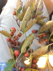 Crataegus chrysocarpa phoeniceoides