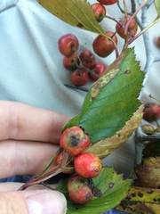 Crataegus chrysocarpa phoeniceoides